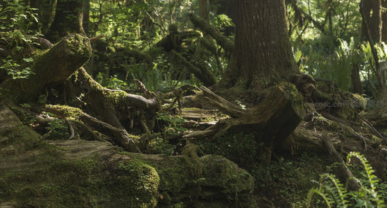 盘根错节的苔藓覆盖树根