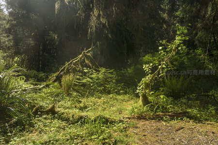 阳光穿透苔藓森林的静谧秘境