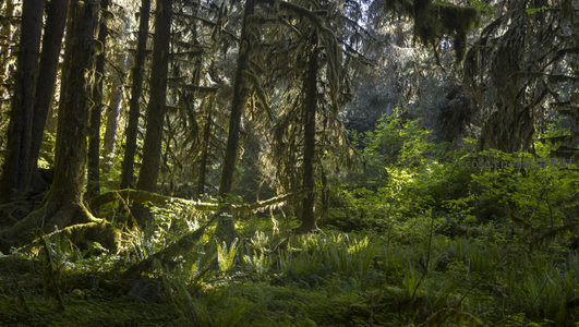 晨光中的古老森林树影婆娑