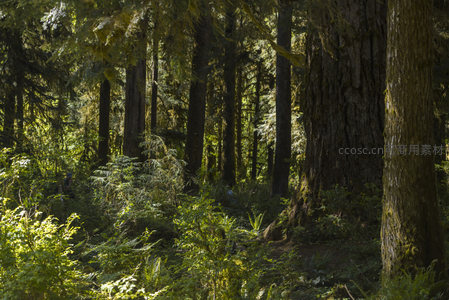 巨木林间探险者的隐秘踪迹