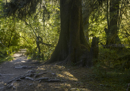 林间小径旁苍劲古树根盘错