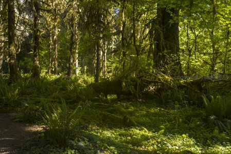 绿意盎然的森林光影交错画卷