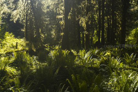 阳光穿透的原始森林秘境