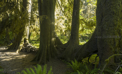 巨木根系与光影交织的小径