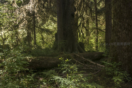 倒木横卧的幽深林间空地