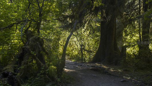 蜿蜒林间小路通向光明