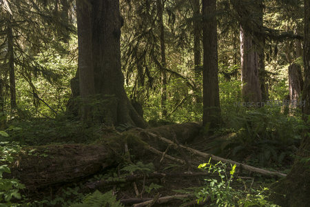 古老森林中的倒木与新绿