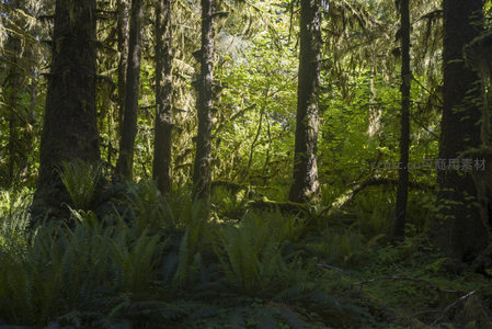 阳光穿透苔藓森林，绿意盎然生机勃勃