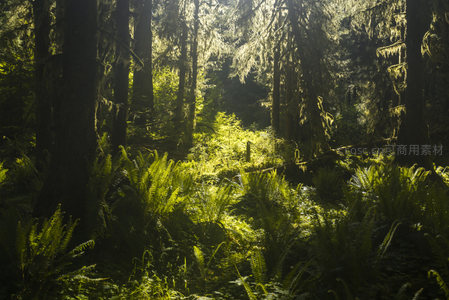 林间光束照亮青翠蕨丛，如梦似幻