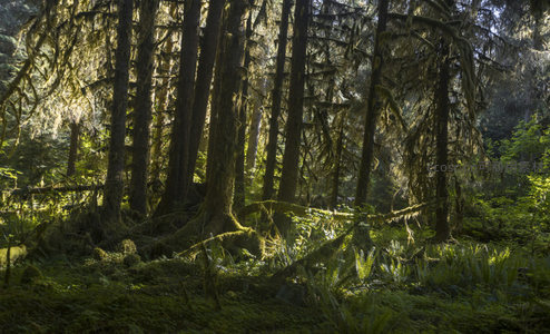 古木参天苔衣垂挂，林下光影斑驳