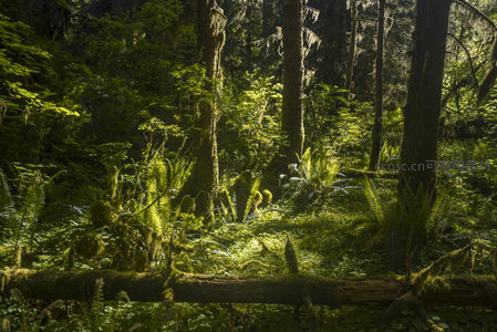 倒木横卧林间，阳光洒落绿茵之上