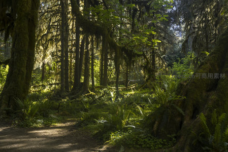 林中小径蜿蜒，苔藓古树环抱光影