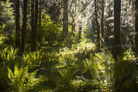 阳光穿透茂密森林，绿意盎然生机勃勃