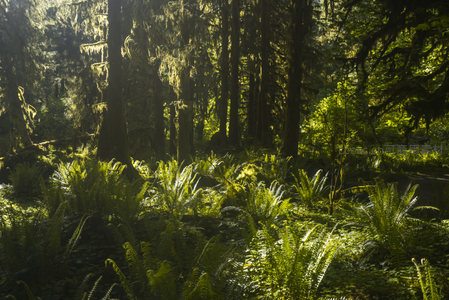 晨光中的原始森林，光影交错如画