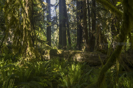 苔藓缠绕古木，倒木横卧林间幽径