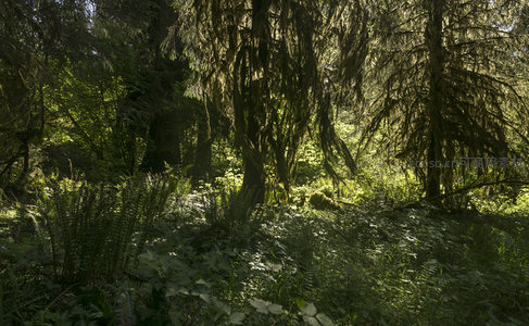 深林秘境，阳光洒落苔藓覆盖的树冠