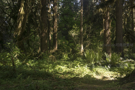 林间空地，阳光斑驳洒在绿植之上