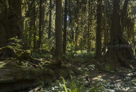阳光穿透苔藓森林的静谧秘境