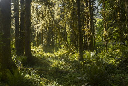 晨光中的绿意盎然森林深处