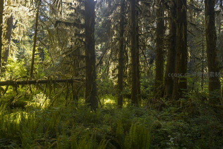 幽深林间苔藓垂挂如帘幕