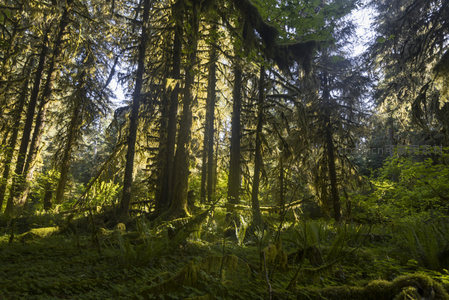 光柱穿林照耀苍翠原始森林