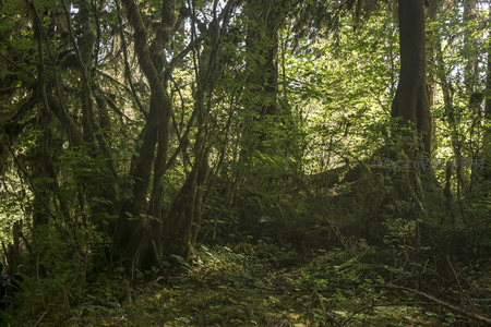 树影斑驳的丛林小径秘境