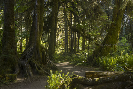 阳光穿透苔藓森林的幽静小径