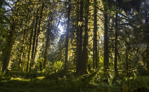 金色光束照亮的雨林秘境
