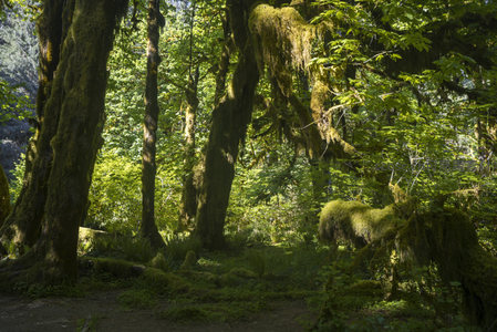 绿意盎然的苔藓森林深处