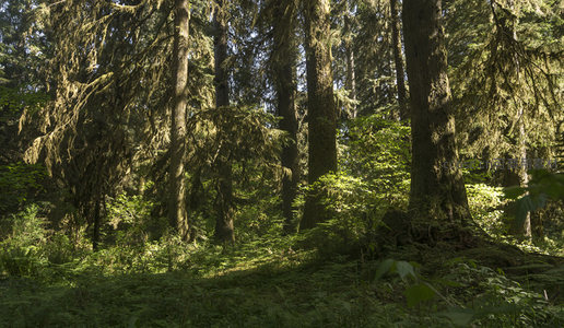 光影交织的原始森林地面