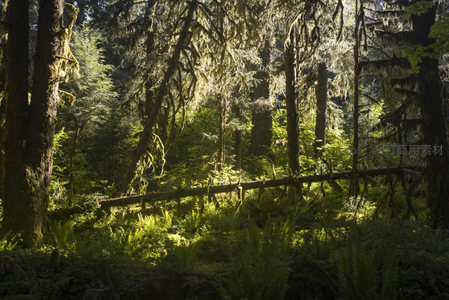 阳光穿透苔藓森林的静谧时刻