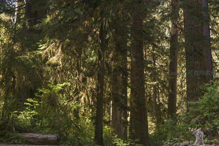 高大松树与垂挂苔藓的幽深林景