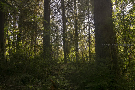 仰望森林树冠缝隙中的金色阳光