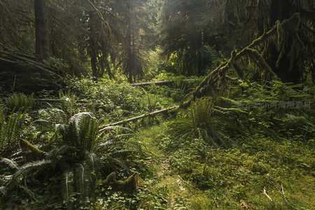绿意盎然的森林小径与倒木景观