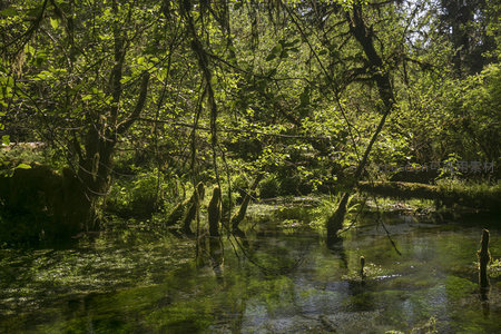 清澈溪流穿行于苔藓覆盖的林间湿地