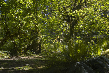 阳光穿透的苔藓森林秘境