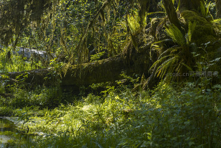倒木与溪流旁的湿地绿意