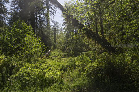 林间空地上的葱郁生机