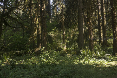 幽深林海中的苔藓巨木