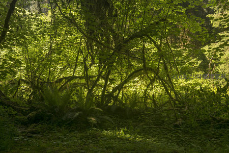 藤蔓缠绕的森林光影交响