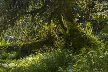 苔藓覆盖的森林巨树与蕨类植物