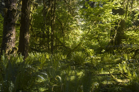 阳光穿透的绿意盎然森林深处