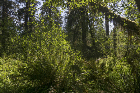 林间光影下的蕨类与参天古木