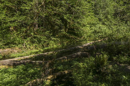 倒木横卧溪流旁的湿润森林景观