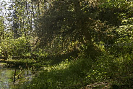 水边倒木与浓密树冠构成的森林秘境