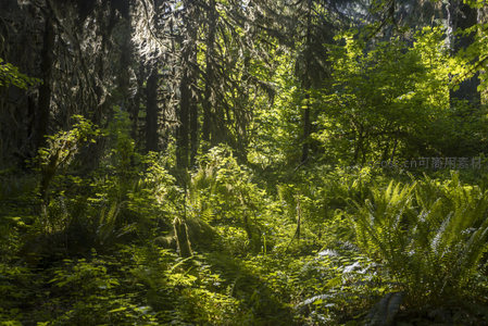 阳光穿透茂密森林的绿色秘境