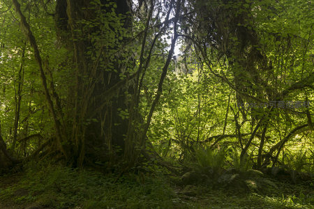 古老巨树下的幽深林地光影