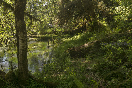 林间小溪倒映绿意盎然的森林