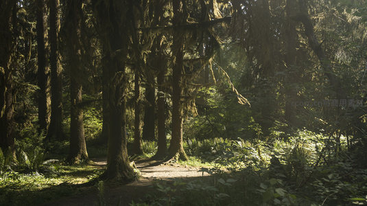 林荫小径沐浴在金色阳光中