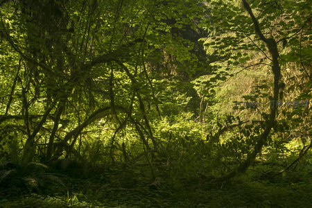 枝蔓交错的森林深处绿意盎然